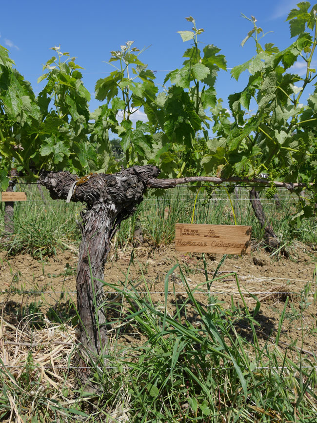 Виноградник на урожай